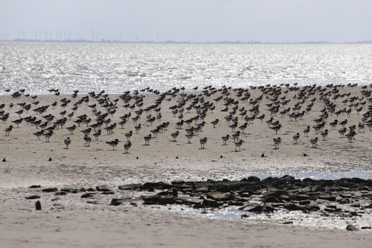 Ferienwohnung Bunte Kuh Wangerooge Exterior foto